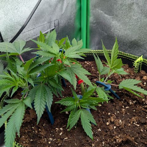 North Thunderfuck growlog timeline photo