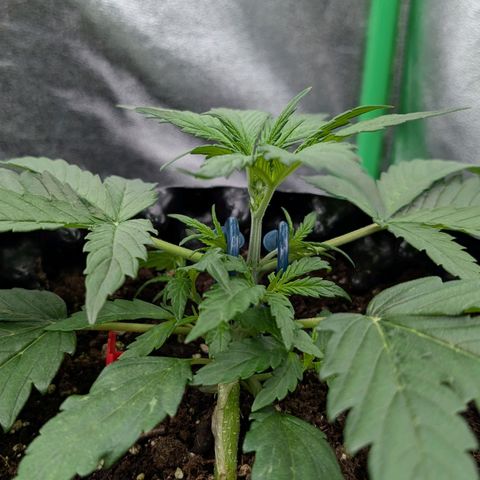 Northern Gaint growlog timeline photo