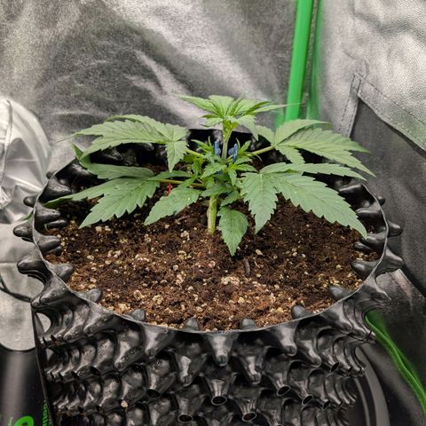 Northern Gaint growlog timeline photo