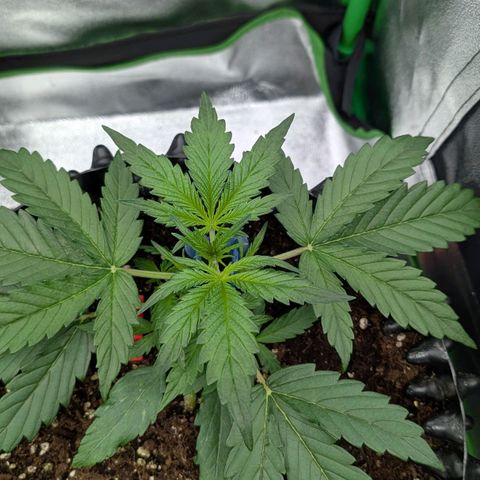 Northern Gaint growlog timeline photo