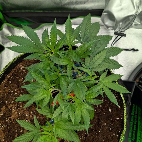 North Thunderfuck growlog timeline photo