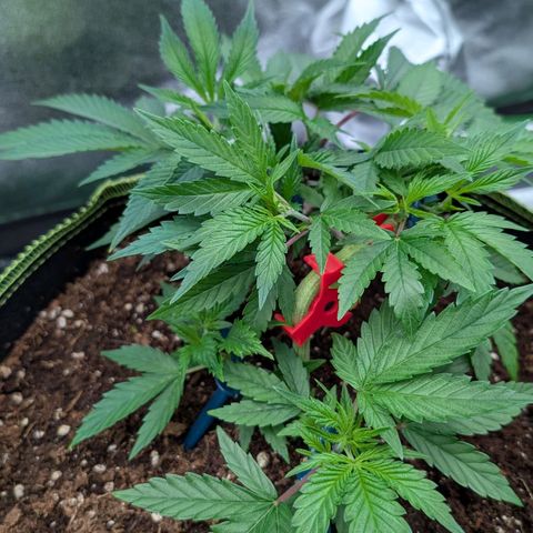 North Thunderfuck growlog timeline photo