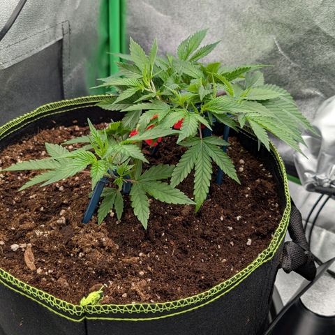 North Thunderfuck growlog timeline photo