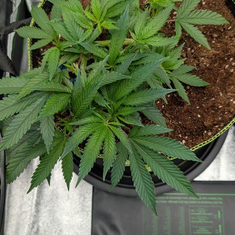 North Thunderfuck growlog timeline photo