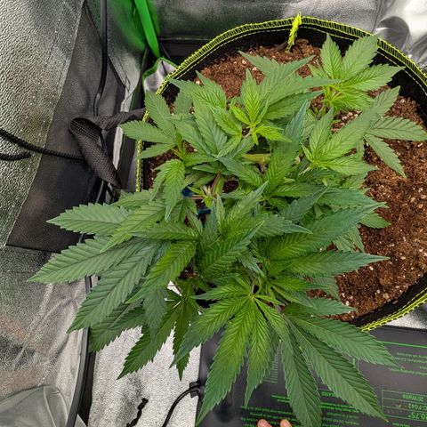North Thunderfuck growlog timeline photo