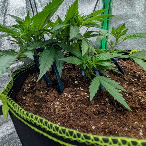 North Thunderfuck growlog timeline photo