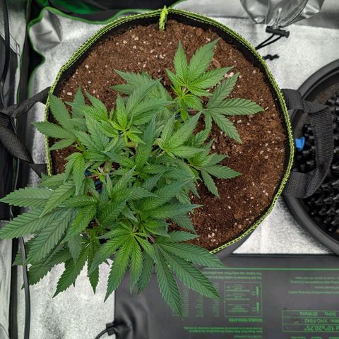 North Thunderfuck growlog timeline photo