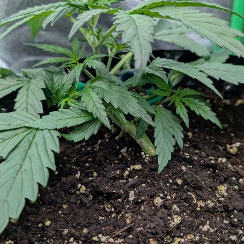Northern Gaint growlog timeline photo