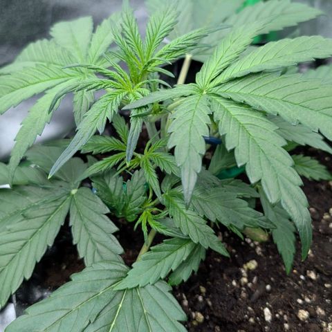 Northern Gaint growlog timeline photo