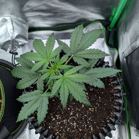 Northern Gaint growlog timeline photo