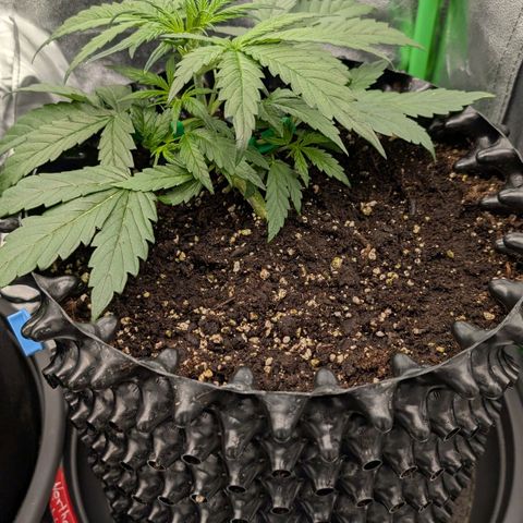 Northern Gaint growlog timeline photo
