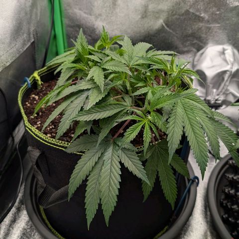 North Thunderfuck growlog timeline photo