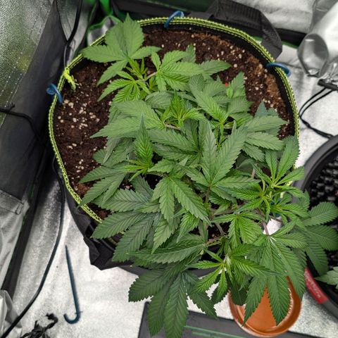 North Thunderfuck growlog timeline photo