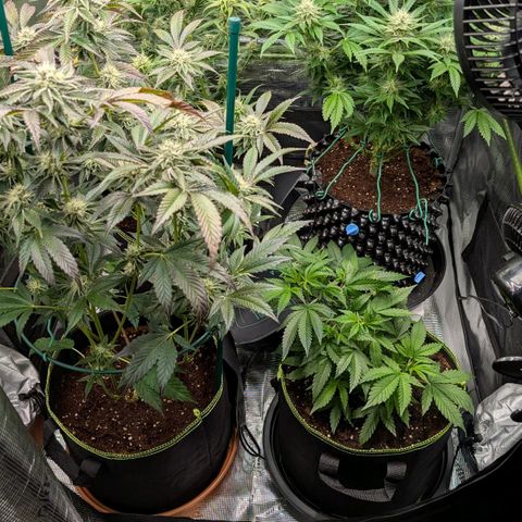 North Thunderfuck growlog timeline photo
