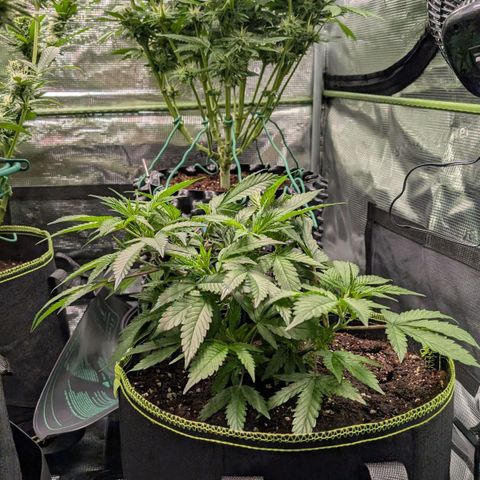 North Thunderfuck growlog timeline photo