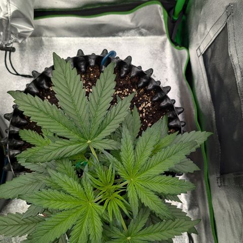 Northern Gaint growlog timeline photo