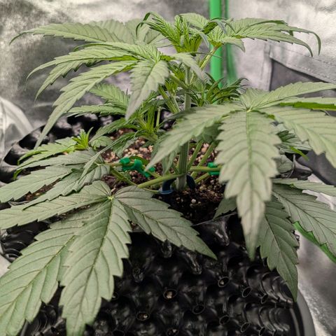 Northern Gaint growlog timeline photo