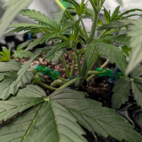 Northern Gaint growlog timeline photo