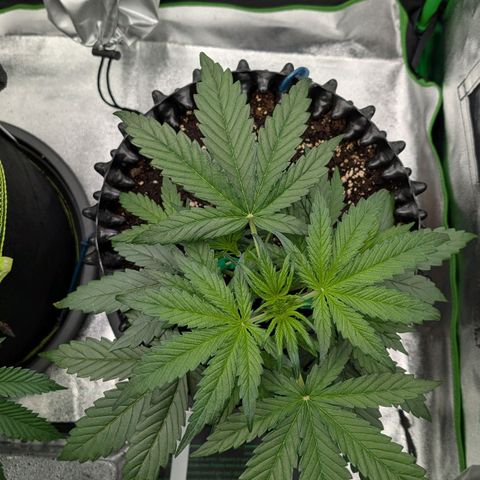Northern Gaint growlog timeline photo