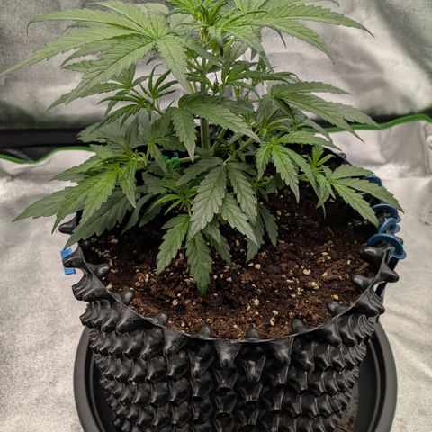 Northern Gaint growlog timeline photo