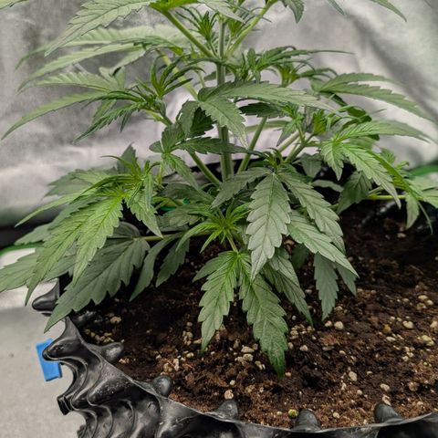 Northern Gaint growlog timeline photo