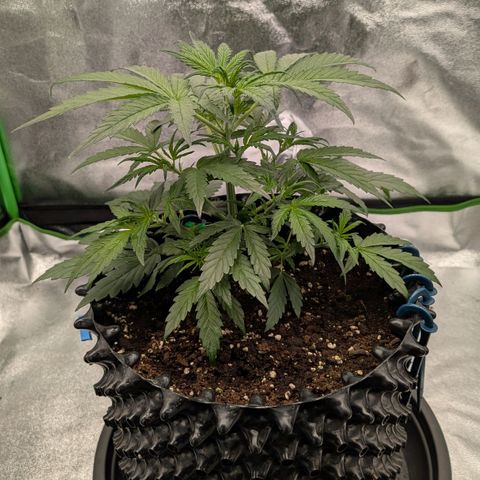 Northern Gaint growlog timeline photo