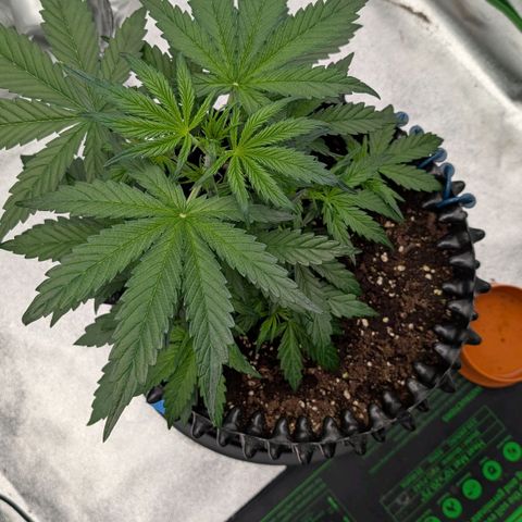 Northern Gaint growlog timeline photo