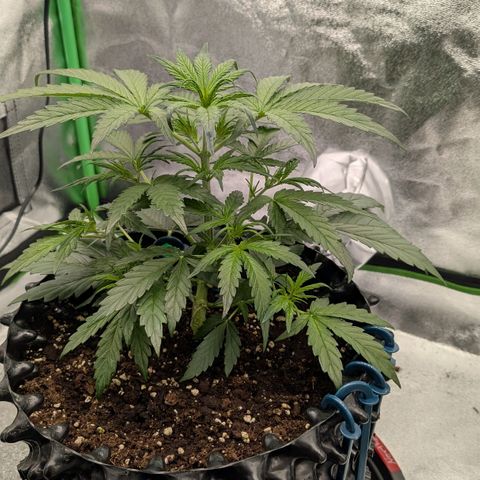 Northern Gaint growlog timeline photo