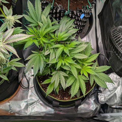 North Thunderfuck growlog timeline photo