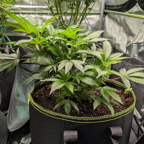 North Thunderfuck growlog timeline photo