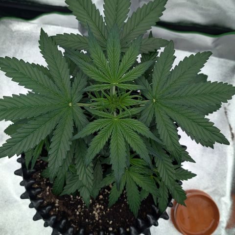 Northern Gaint growlog timeline photo