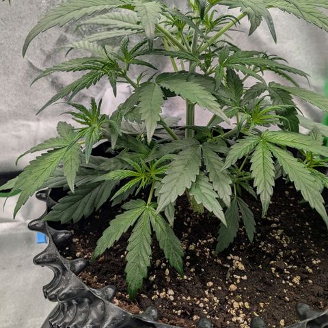 Northern Gaint growlog timeline photo