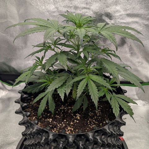 Northern Gaint growlog timeline photo