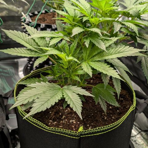 North Thunderfuck growlog timeline photo