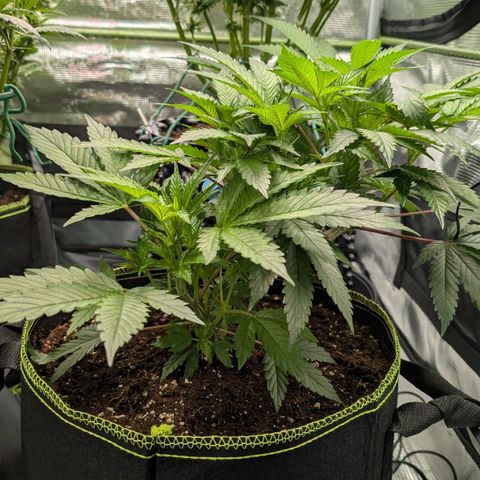 North Thunderfuck growlog timeline photo