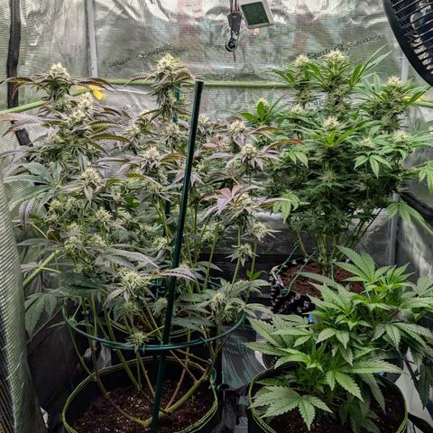 North Thunderfuck growlog timeline photo