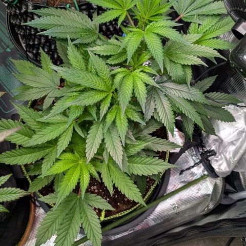 North Thunderfuck growlog timeline photo