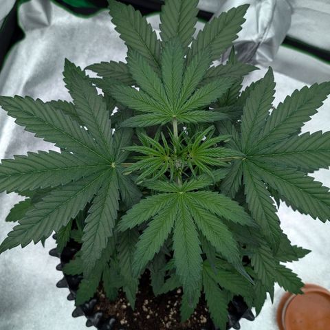 Northern Gaint growlog timeline photo