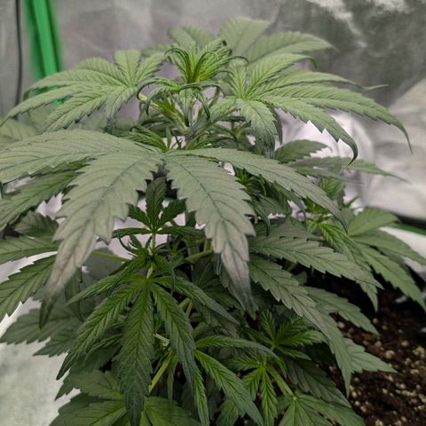 Northern Gaint growlog timeline photo