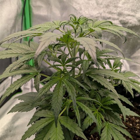 Northern Gaint growlog timeline photo