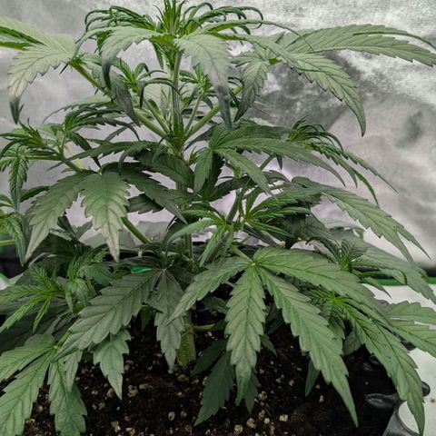 Northern Gaint growlog timeline photo