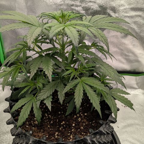 Northern Gaint growlog timeline photo