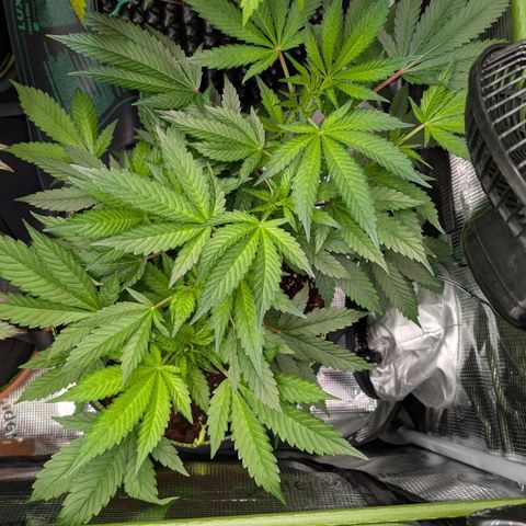 North Thunderfuck growlog timeline photo