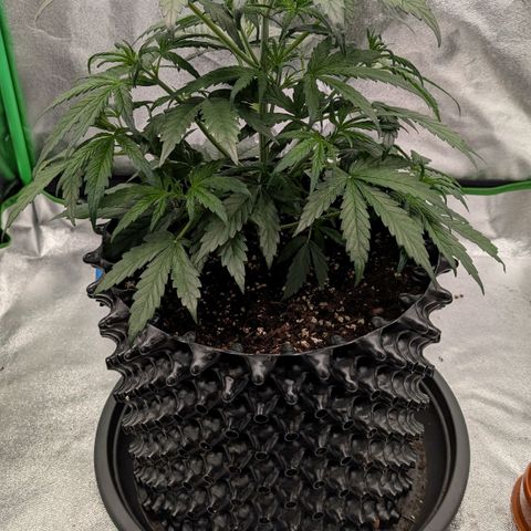 Northern Gaint growlog timeline photo