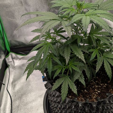 Northern Gaint growlog timeline photo