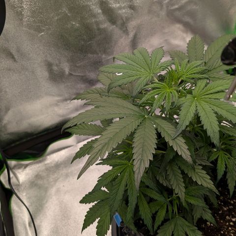 Northern Gaint growlog timeline photo
