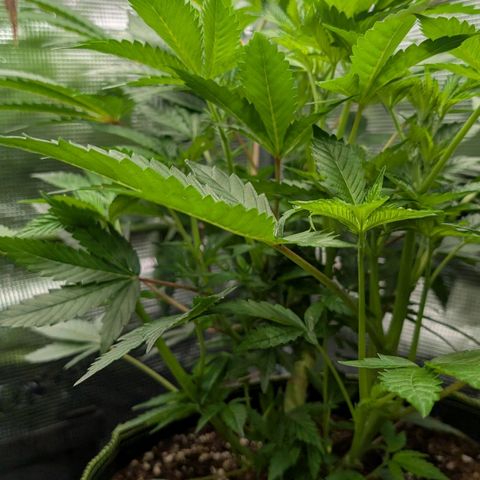 North Thunderfuck growlog timeline photo