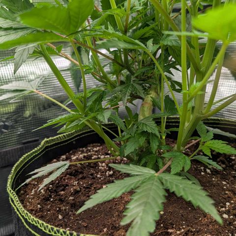 North Thunderfuck growlog timeline photo