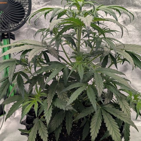 Northern Gaint growlog timeline photo