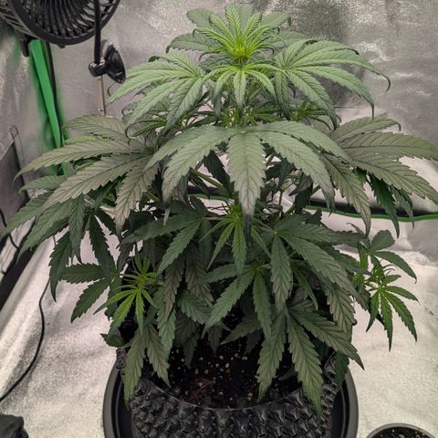 Northern Gaint growlog timeline photo